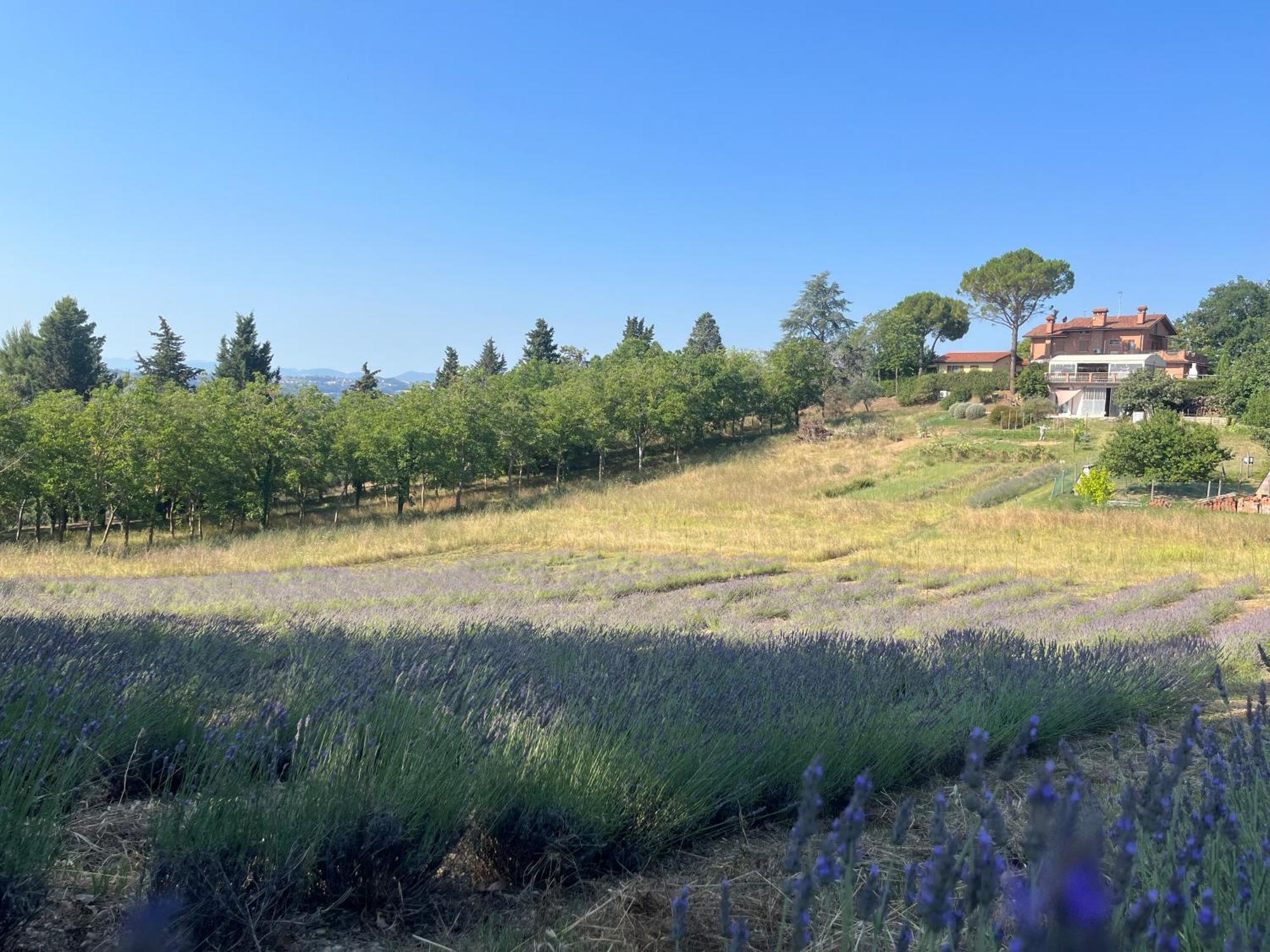 Agriturismo Villa Beatrice Mondavio Exteriör bild